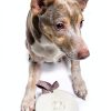 Pearhead Pet Paw Print Keepsake Ornament Kit Dog Cat-13