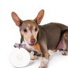 Pearhead Pet Paw Print Keepsake Ornament Kit Dog Cat-9